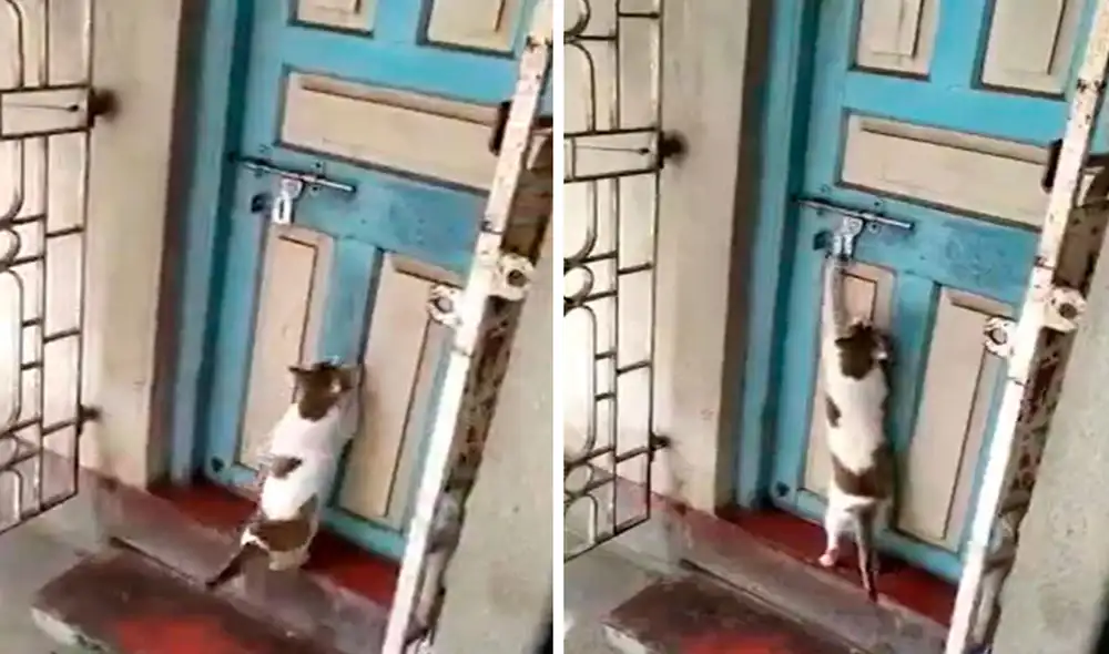 Un vecino grabó el preciso momento en el que el inquieto felino movió una de las cerraduras con su pata para llamar la atención de sus dueños. Foto: captura de YouTube