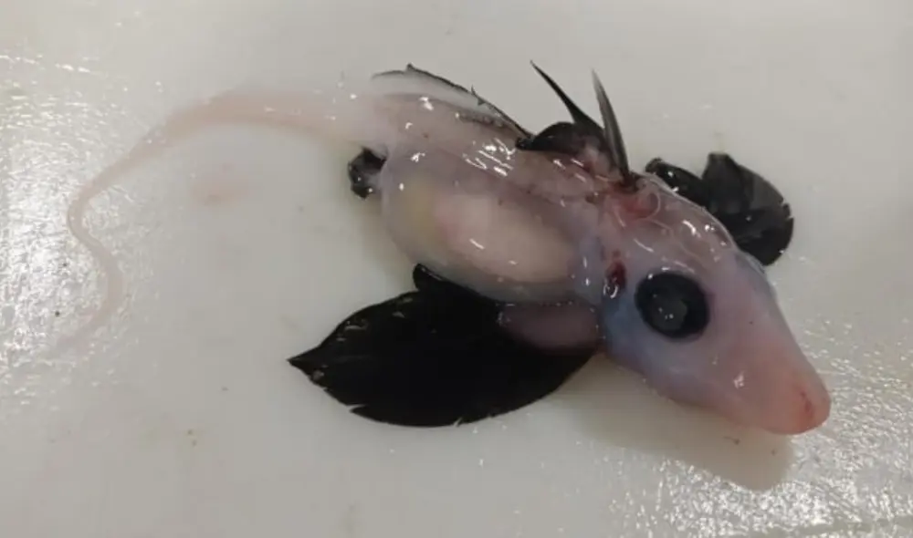 Aún no se sabe a qué especie de 'tiburón fantasma' pertenece esta cría, pero su avistamiento es sorprendente para los investigadores. Foto: Brit Finucci