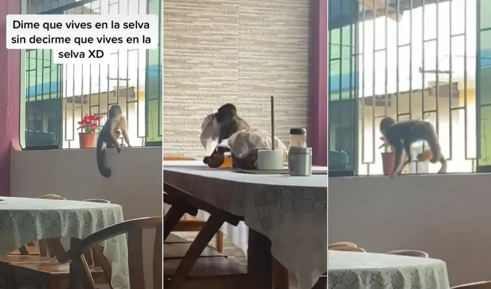 El viral clip del monito intruso logró obtener más de 31.000 visualizaciones, 5.000 'me gusta' y cientos de comentarios en las redes. Foto: captura de TikTok
