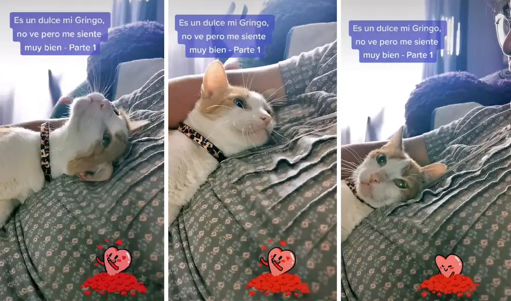 El dulce video consiguió más de 124.700 visualizaciones en TikTok. Video: TikTok