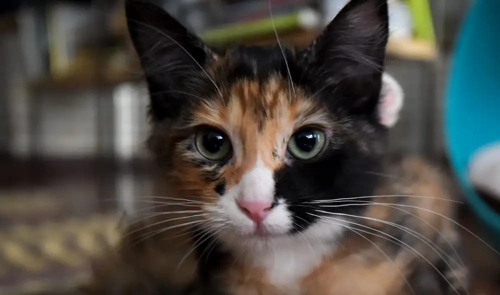 Los gatos están entre las mascotas preferidas de millones de personas en el mundo. Foto: AFP Los gatos están entre las mascotas preferidas de millones de personas en el mundo. Foto: AFP