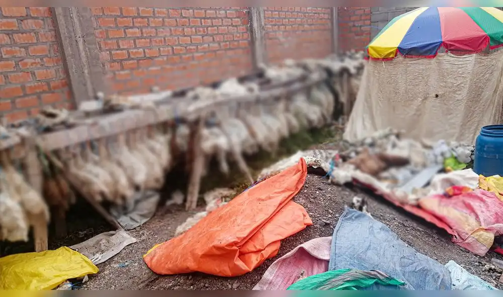 Las autoridades municipales realizaron el operativo debido a las constantes quejas de los vecinos por el olor pestilente y acumulación de moscas. Foto: composición LR/Municipalidad de San Román