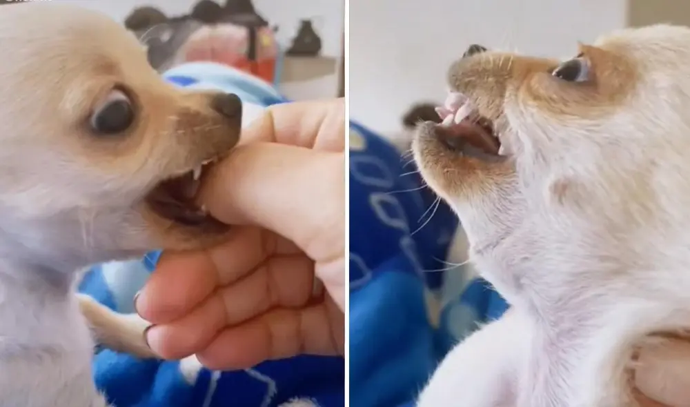 Los usuarios dieron algunas recomendaciones a la joven para que pueda dar una buena crianza a su perrito furioso. Foto: captura de TikTok