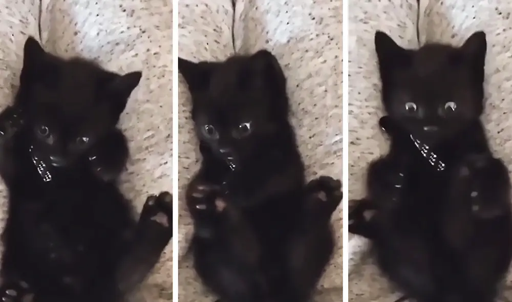 La tierna escena consiguió alrededor de 10.000 reproducciones. Video: Facebook