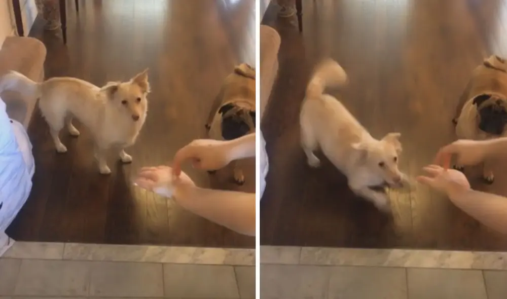 Miles de usuarios quedaron fascinados al conocer la historia de esta perrita. Foto: captura de TikTok