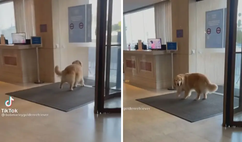 El travieso can quiso ir por su cuenta, pero todo acabó en una graciosa escena. Foto: captura de TikTok