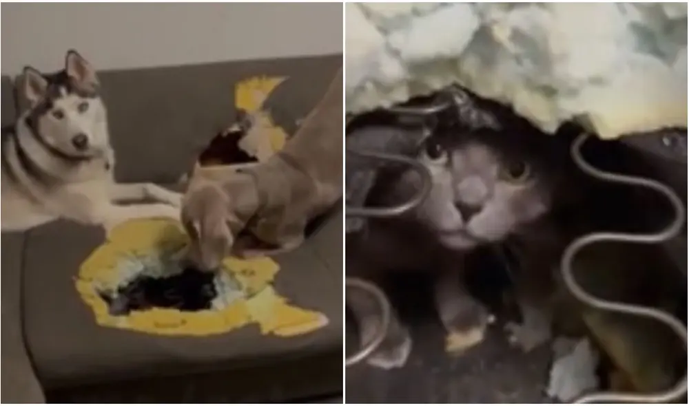 Perritos hacen un hueco para ‘rescatar’ a un travieso gato que se metió dentro de un sofá. Foto: captura de TikTok.