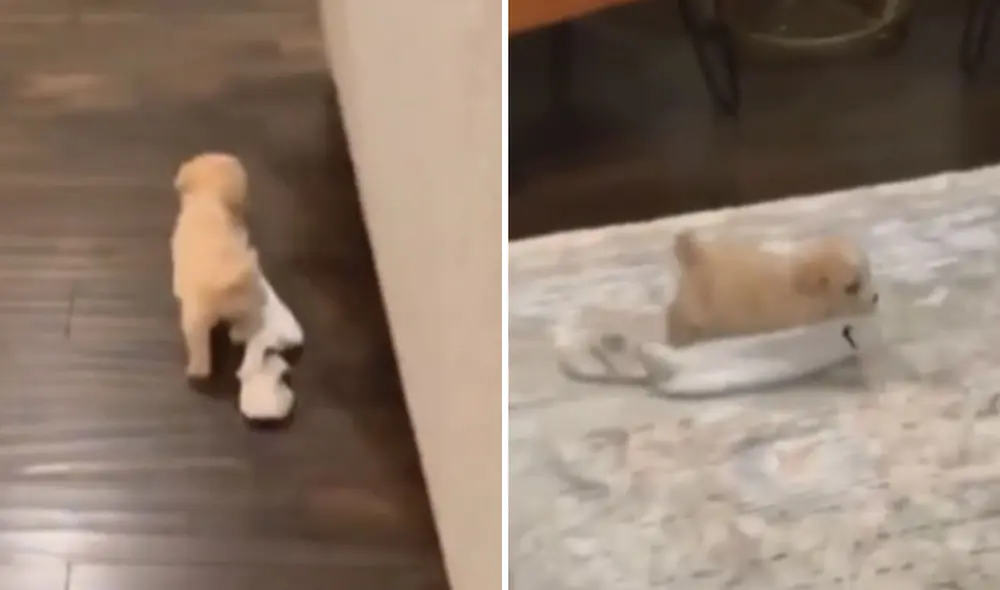 Este travieso perrito fue el protagonista de una curiosa 'persecución' con su dueño. Foto: captura de TikTok