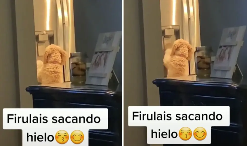 Miles de usuarios en las redes sociales quedaron fascinados al ver esta escena. Foto: captura de TikTok Miles de usuarios en las redes sociales quedaron fascinados al ver esta escena. Foto: captura de TikTok