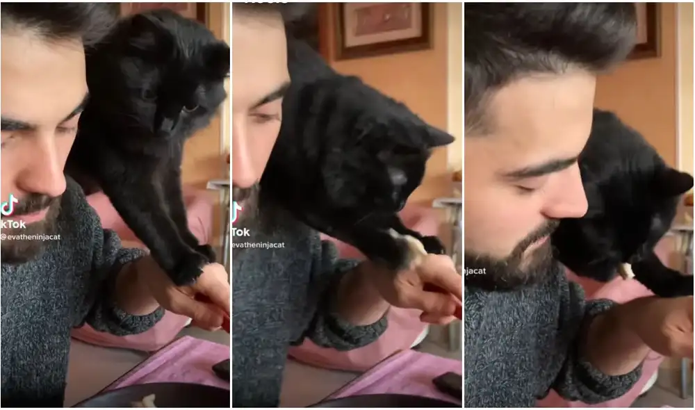 Gatito impresiona con su habilidad al ‘robar’ la comida de su dueño en tan solo segundos. Foto: captura de TikTok.