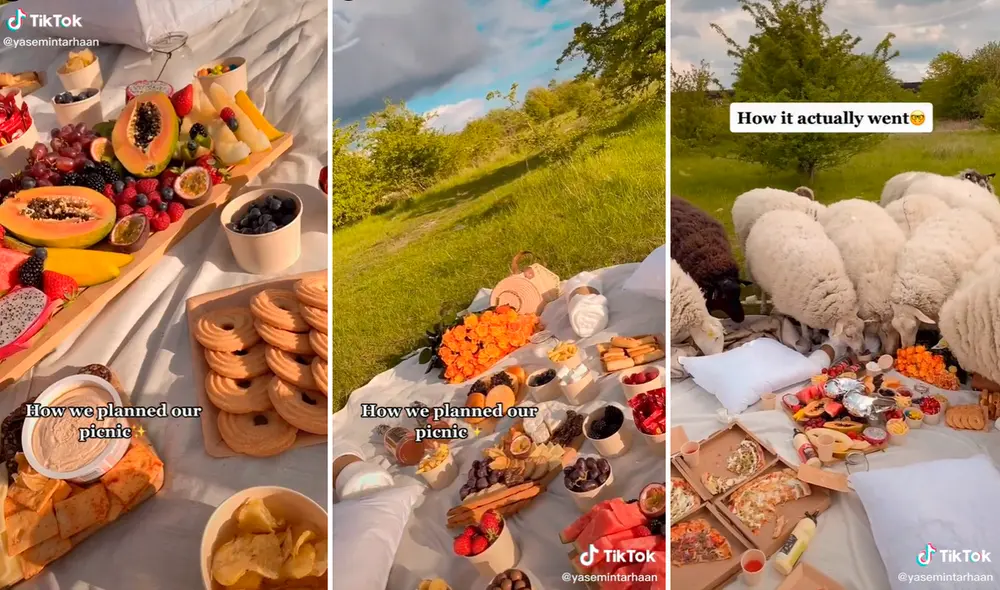 Las traviesas ovejas llegaron sorpresivamente al lugar donde acampaba la pareja y devoraron todo lo que encontraron a su paso. Foto: captura de TikTok Las traviesas ovejas llegaron sorpresivamente al lugar donde acampaba la pareja y devoraron todo lo que encontraron a su paso. Foto: captura de TikTok