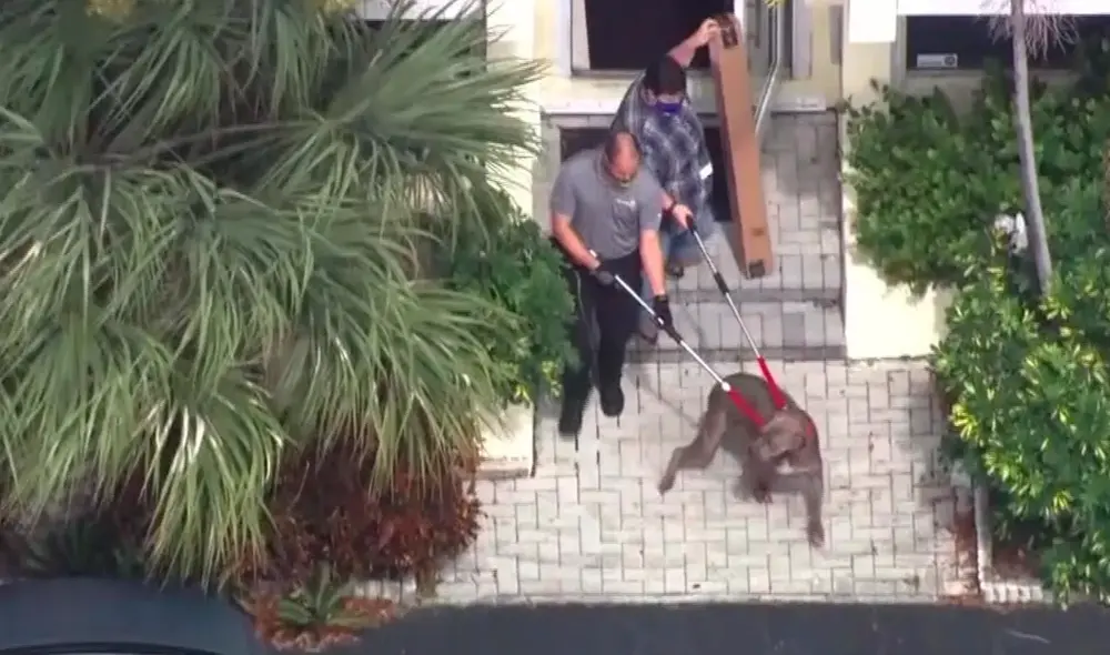 Los funcionarios del condado tomarán la custodia del animal en una de sus instalaciones durante la investigación. Foto: WSVN Los funcionarios del condado tomarán la custodia del animal en una de sus instalaciones durante la investigación. Foto: WSVN