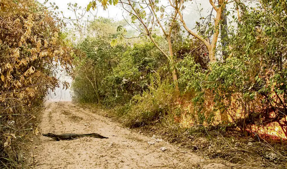 Tragedia. Los animales tratan de escapar de las zonas de incendio en la zona norte, en el Portal Cambyreta. Foto: Emilio White Tragedia. Los animales tratan de escapar de las zonas de incendio en la zona norte, en el Portal Cambyreta. Foto: Emilio White