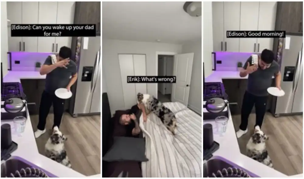 Tierno perrito cautiva al entender el lenguaje de señas para comunicarse con sus dueños. Foto: captura de TikTok.