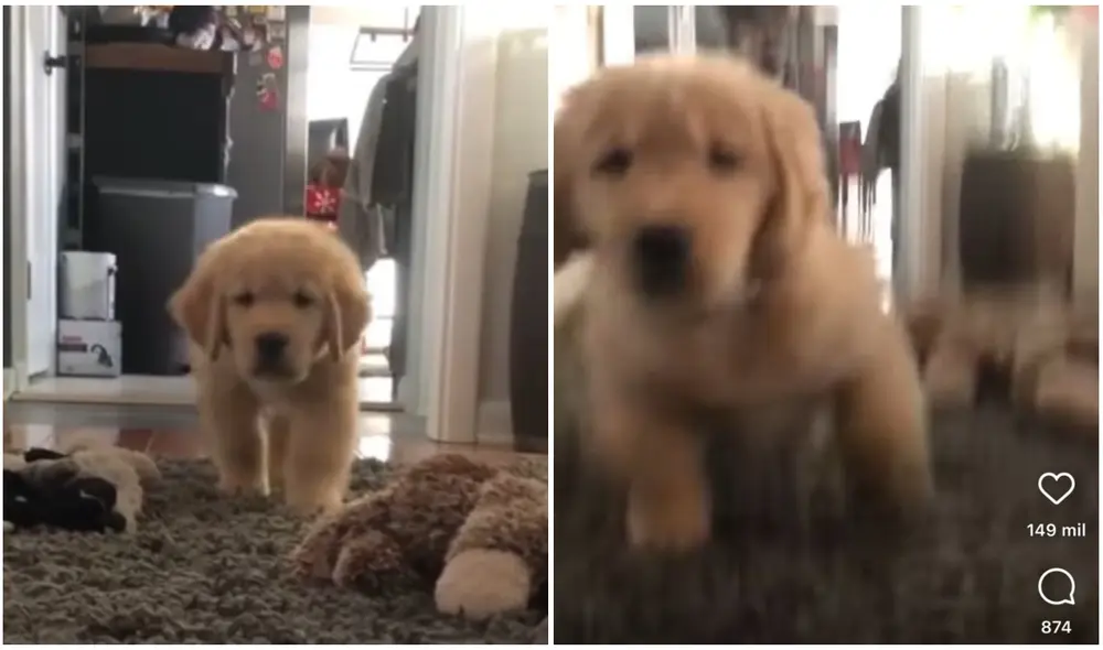 Perrito se acerca a sus dueños en “modo sigiloso” para tratar de asustarlos. Foto: captura de TikTok.