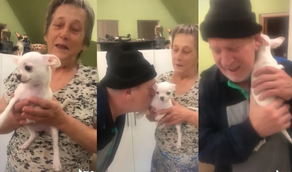 El perrito fue el regalo de los familiares de la pareja por su aniversario de boda. Foto: captura de TikTok