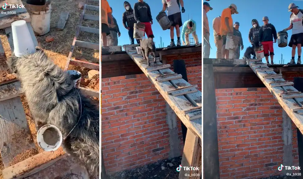 "El perrito trabaja para pagar sus croquetas", fue uno de los comentarios que publicaron en redes sociales. Foto: captura de TikTok