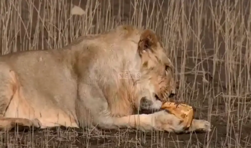 Sin ser devorada por los leones, la tortuga caminó a su ritmo para alejarse de la hambrienta especie. Foto: captura de Facebook