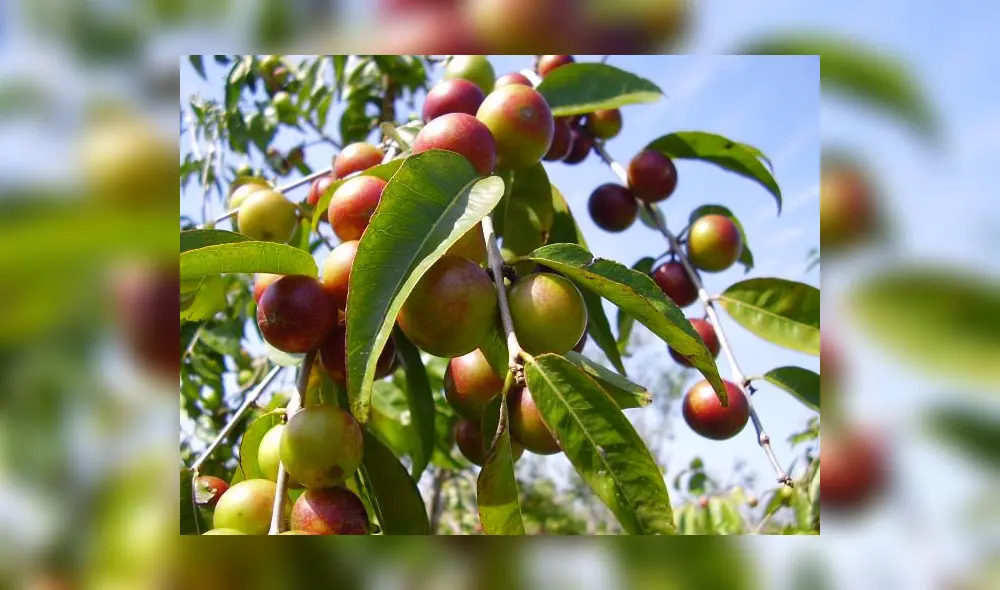El camu camu fue una de las frutas más demandadas en el exterior. Foto: ADEX