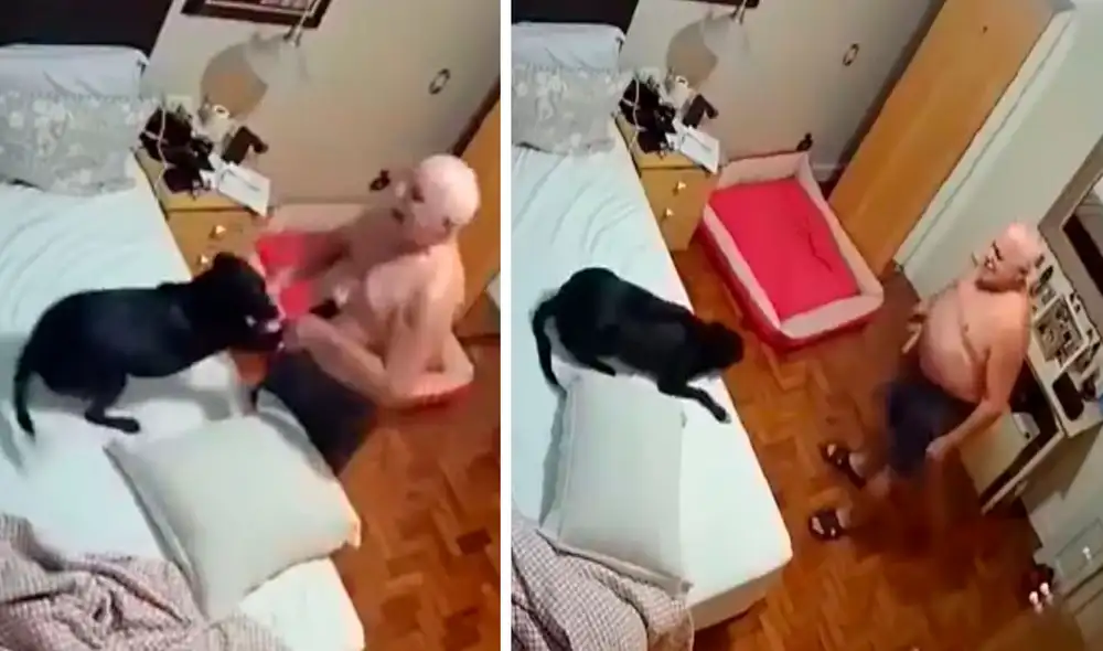 Pese a que tiene su propia cama, la perrita se despierta y espera que sus amos estén dormidos por completo para echarse al lado de ellos. Foto: captura de YouTube