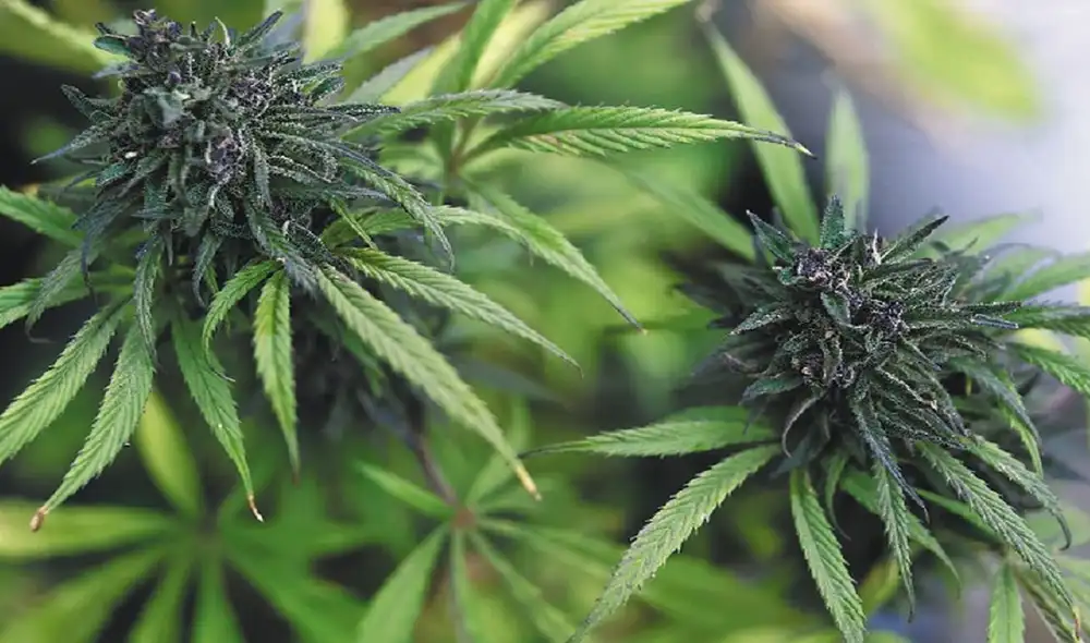 El mandatario de Colombia fue el encargado de anunciar esta nueva normativa sobre el uso del cannabis en el país. Foto: El Espectador