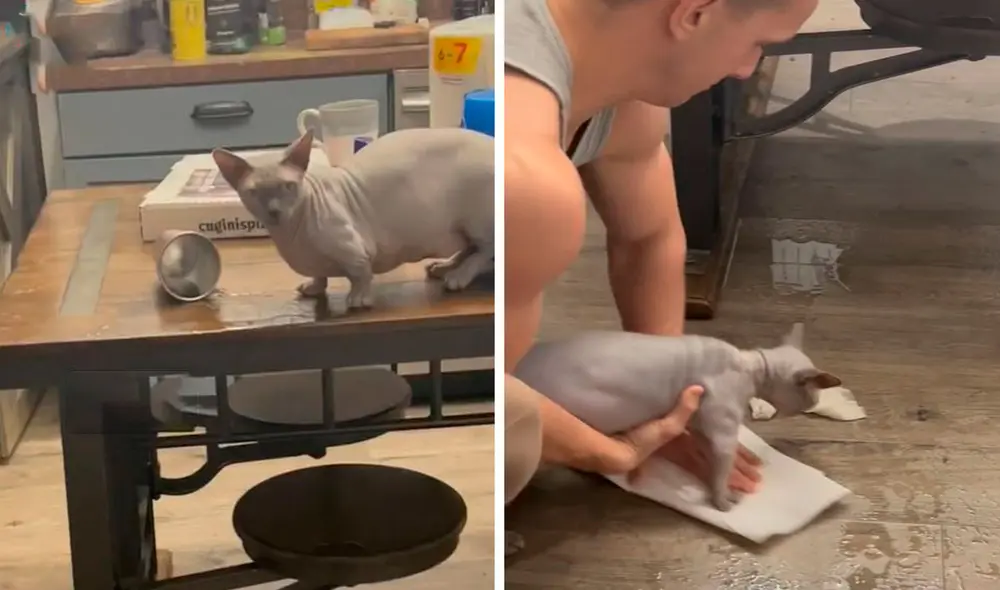 Un gato aprovechó la ausencia de sus dueños para cometer una travesura; sin embargo, no imaginó que sería atrapado. Foto: captura de Facebook