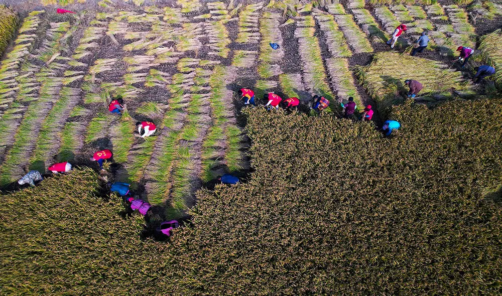 Es un ambicioso plan de China para garantizar su provisión alimenticia. Foto: referencial/AFP Es un ambicioso plan de China para garantizar su provisión alimenticia. Foto: referencial/AFP