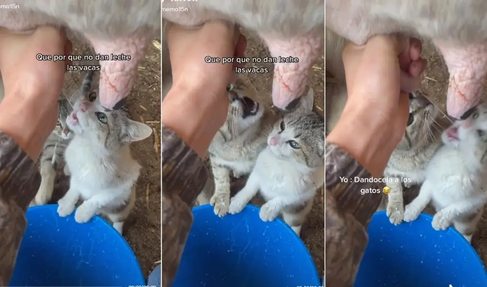 La enternecedora escena se viralizó de inmediato y fue compartida por miles de usuarios en todas las redes. Foto: captura de TikTok