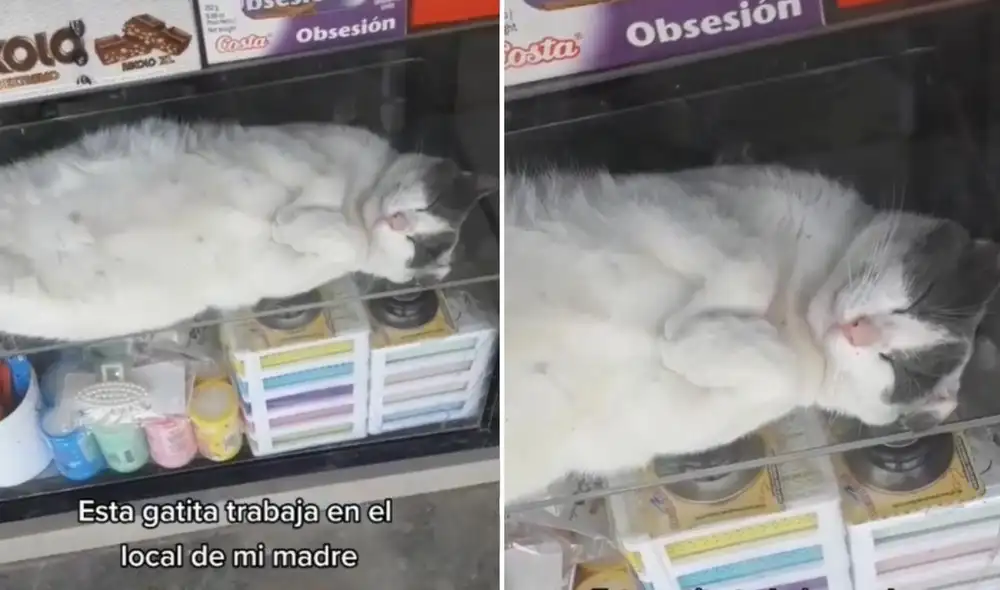 El clip del minino se viralizó de inmediato en todas las redes y fue compartido por miles de usuarios. Foto: captura de TikTok