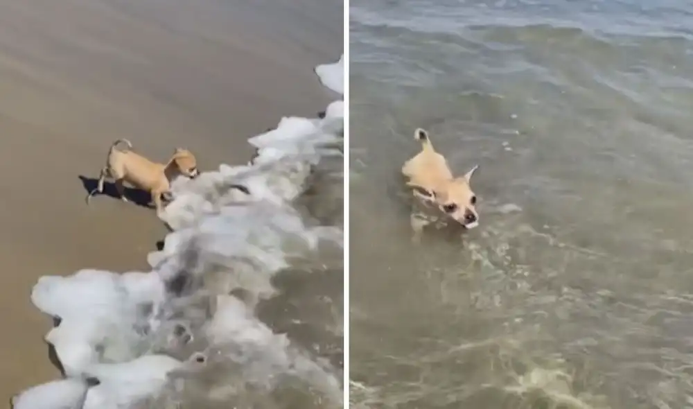 El pequeño can ha cautivado en las redes sociales con su peculiar reacción frente al mar. Foto: captura de TikTok