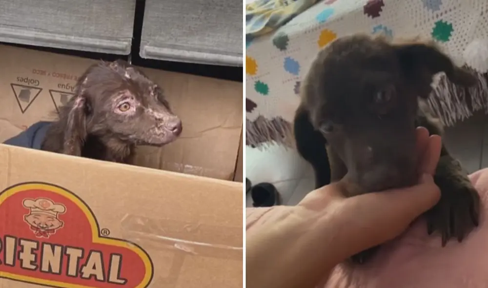 La pequeña Lulis pudo hallar un nuevo hogar y hoy vive feliz. Foto: captura de TikTok