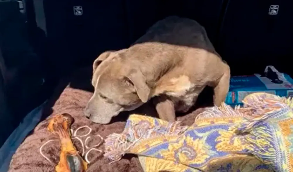 "Estoy muy emocionada de traerla de nuevo a casa, volverla saludable y dejar que viva el resto de su vida”, contó la dueña de Zoey. Foto: San Joaquin County Sheriff's Office "Estoy muy emocionada de traerla de nuevo a casa, volverla saludable y dejar que viva el resto de su vida”, contó la dueña de Zoey. Foto: San Joaquin County Sheriff's Office