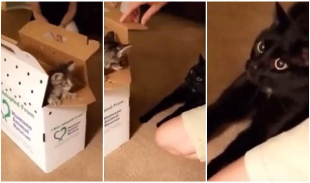 La impactante reacción de un gato cuando ve a un nuevo minino adoptado por su familia. Foto: captura de TikTok.