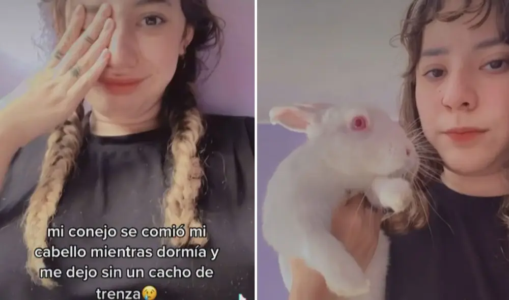La travesura de este conejito hizo reír a más de uno en las redes sociales. Foto: captura de TikTok La travesura de este conejito hizo reír a más de uno en las redes sociales. Foto: captura de TikTok