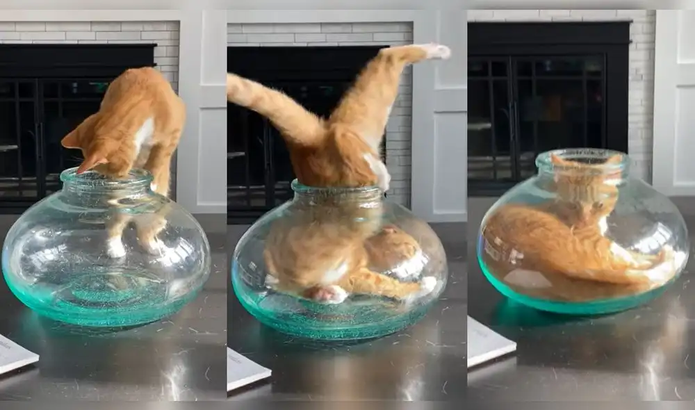 La gatita entrando al tazón de su dueña. Foto: captura de YouTube