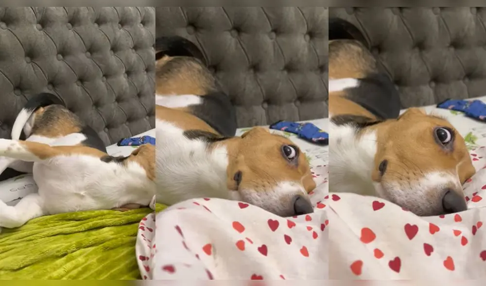 Esto ocurrió en un hogar de Kyiv, Ucrania. Foto: captura de YouTube