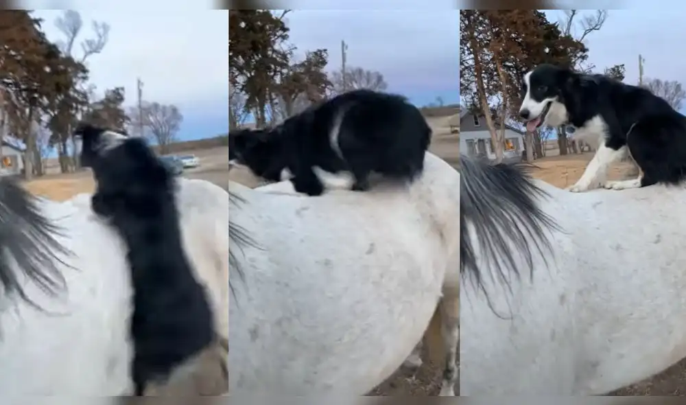 El perro sube en el lomo del caballo. Foto: captura de YouTube
