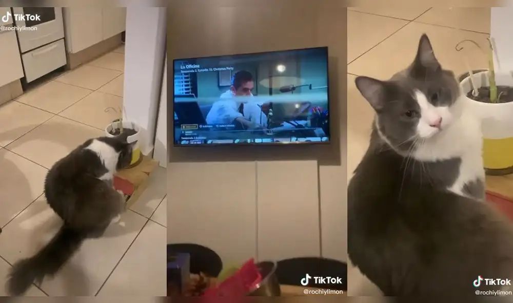 El gatito demostrando su talento con el piano. Foto: captura de TikTok El gatito demostrando su talento con el piano. Foto: captura de TikTok