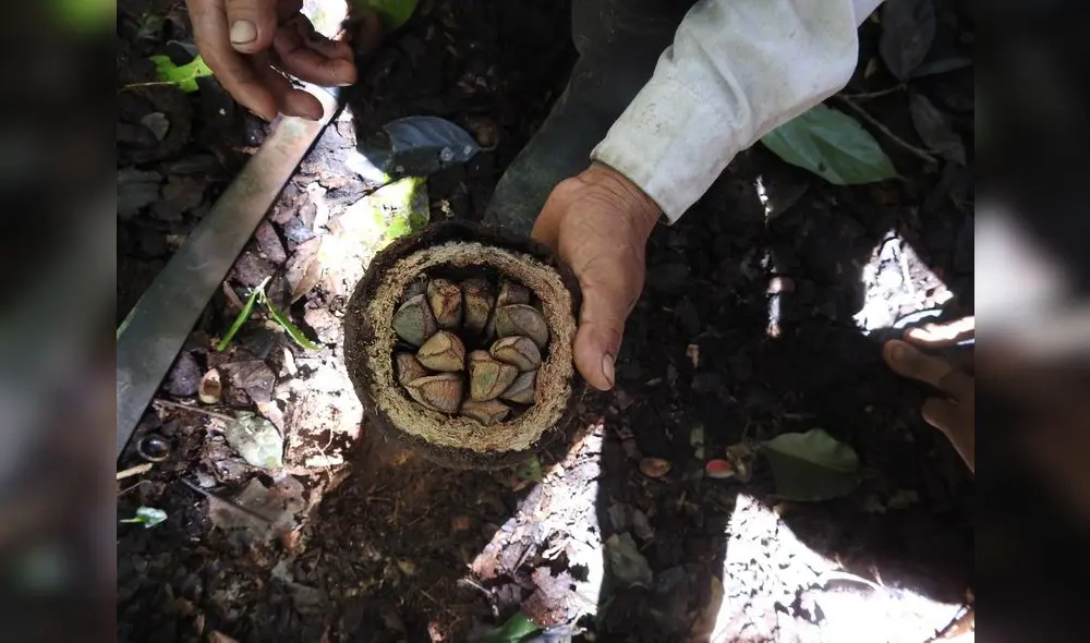 Primeros beneficiados fueron recolectores de castaña y comunidades nativas de esta región del país. Foto: SERFOR. Primeros beneficiados fueron recolectores de castaña y comunidades nativas de esta región del país. Foto: SERFOR.