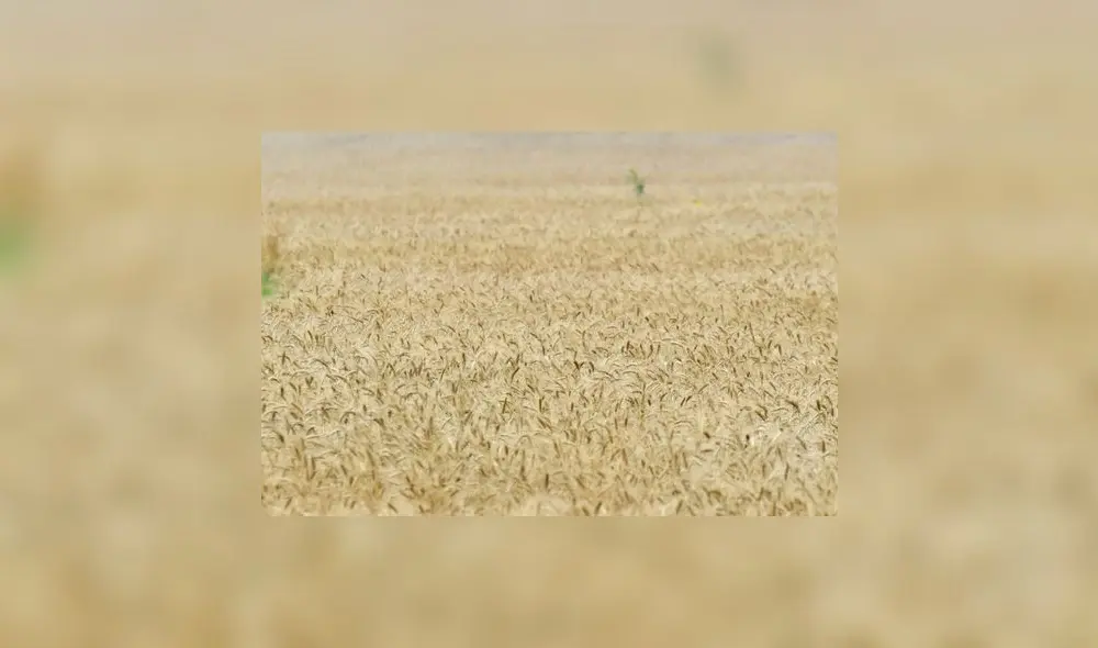 Analistas aseguran que existen factores probables para que los altos niveles de importación del trigo continúen en los próximos meses. Foto: AFP