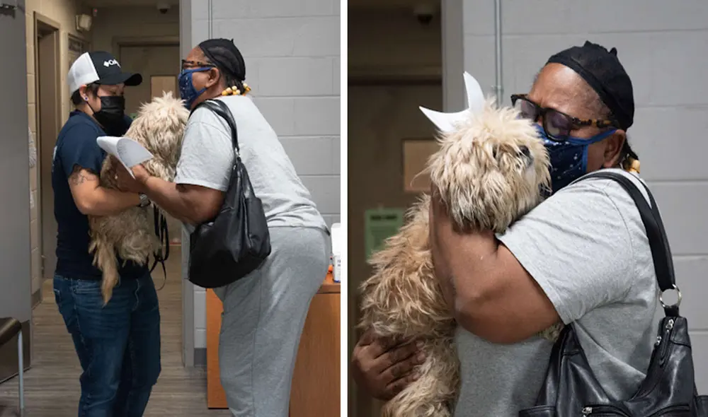 Por suerte, el indefenso animal tenía un chip en su cuerpo que permitió la rápida ubicación de sus propietarios. Foto: captura de Facebook