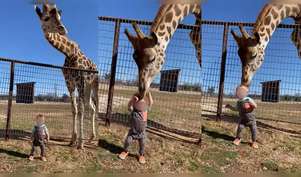 Esto ocurrió durante una excursión familiar a un safari de Misuri. Foto: captura de YouTube