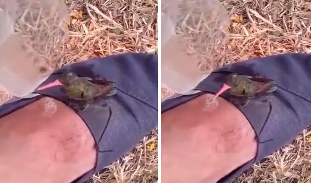 Un hombre llenó un envase con agua y se acercó con cuidado para no espantar a un picaflor que estaba en un pequeño espacio tras escapar del desastre. Foto: captura de YouTube