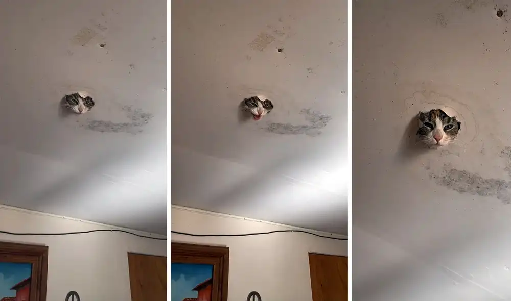 La entretenida escena sumó alrededor de 10 millones de reproducciones. Foto: captura de TikTok