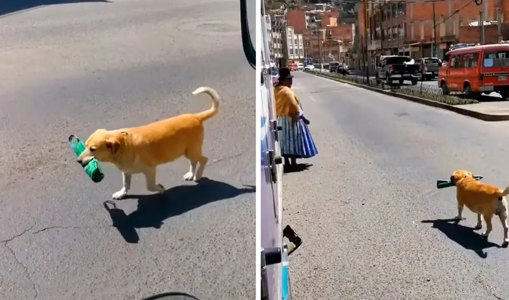 Un conductor captó el preciso momento en que un perro siguió a su dueña y se colocó detrás de ella, con la intención de protegerla en la calle. Foto: captura de Facebook