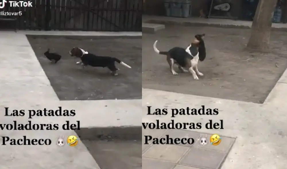 El conejito demostró su fuerza al defenderse de su 'amigo' perrito mientras jugaban. Foto: captura de TikTok El conejito demostró su fuerza al defenderse de su 'amigo' perrito mientras jugaban. Foto: captura de TikTok
