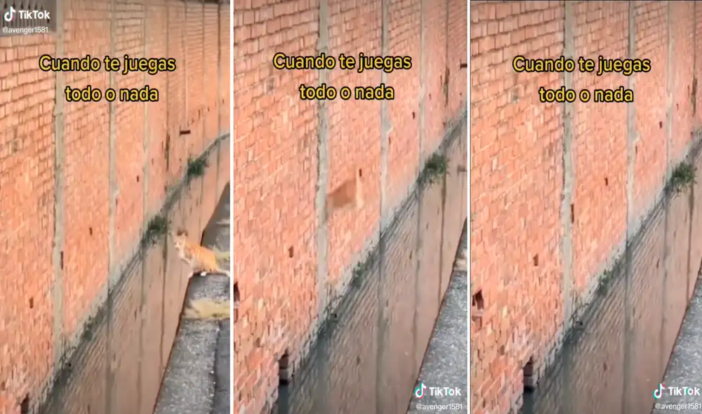 El minino como todo un experimentado escalador, dio un impactante salto que dejó sorprendidos a los usuarios de las redes sociales. El minino como todo un experimentado escalador, dio un impactante salto que dejó sorprendidos a los usuarios de las redes sociales.