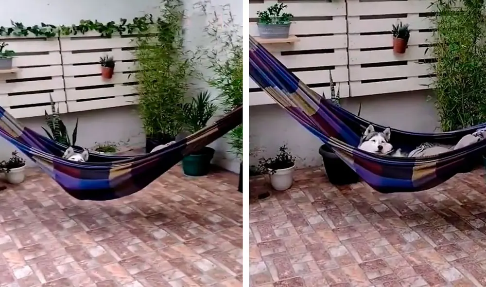 Un inquieto can aprovechó la ausencia de su dueño para hacer de las suyas; sin embargo, no imaginó que iba a ser atrapado. Foto: captura de Facebook