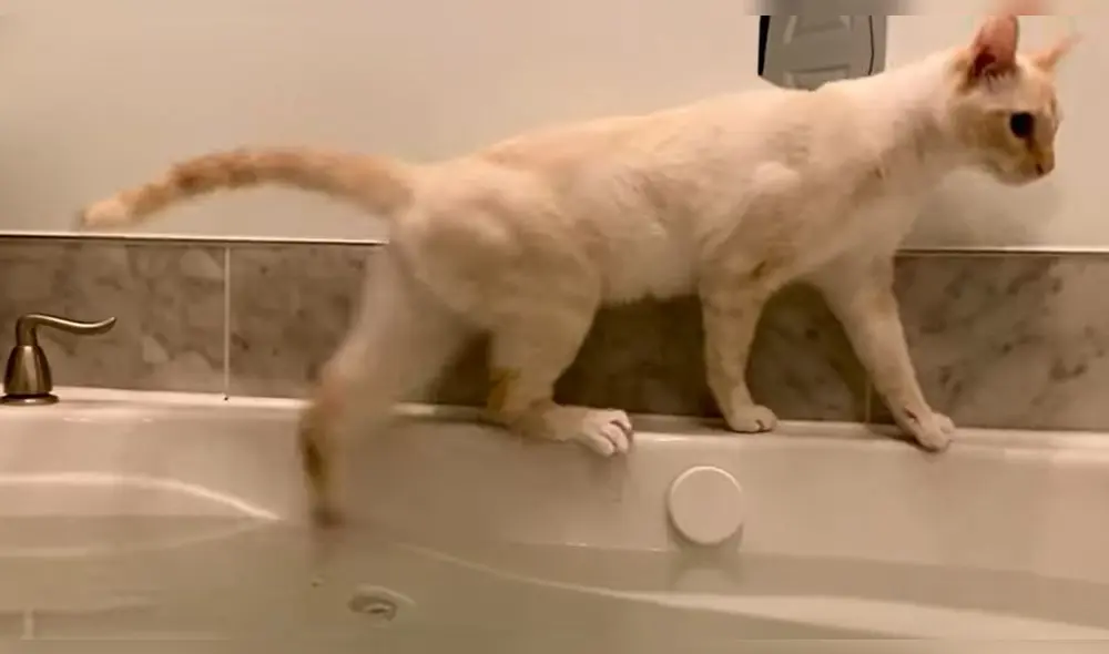 Esto ocurrió en un hogar de Bozeman, Montana, USA. Foto: captura de YouTube