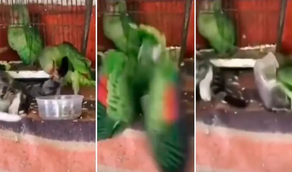 El loro picó la cola del gato y este no dudó en darle una lección. Foto: captura de TikTok